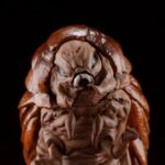 Descubre el apasionante mundo de Estatuas Gekizou Series Godzilla.