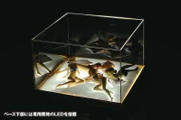 Descubre el apasionante mundo de Fate Stay Night Figuras Dream Tech Lingerie Style.